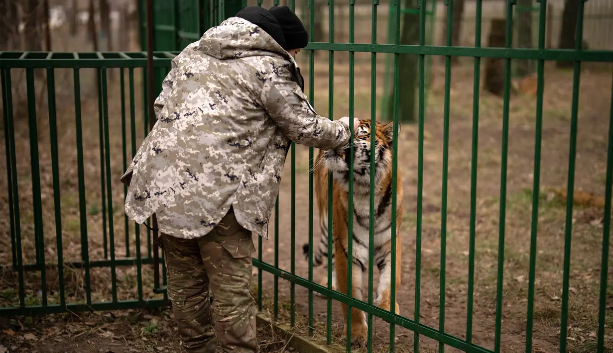 Natalia Popova memelihara seekor harimau di tempat penampungan hewan trauma akibat perang yang dia kelola di Chubynske, Ukraina, 1 Maret 2023. Banyak hewan liar yang dipelihara sebagai hewan peliharaan di rumah-rumah pribadi sebelum pemiliknya melarikan diri dari penembakan dan misil Rusia. (AP Photo/Vadim Ghirda)