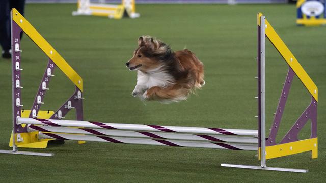 Aksi Menggemaskan Para Anjing di Westminster Kennel Club Dog Show