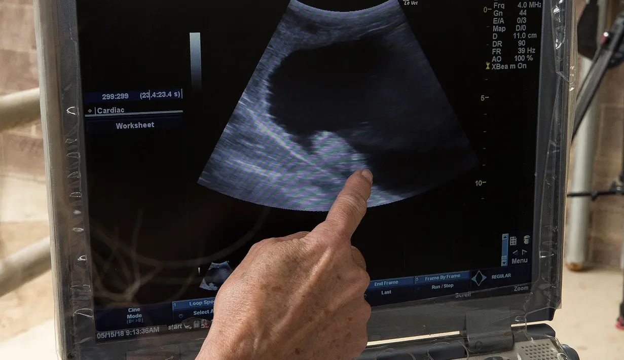 Ultrasound dari badak putih selatan betina, Victoria di Taman Safari Kebun Binatang San Diego, Escondido, California, AS, Selasa (15/5). Victoria mengandung bayi badak putih utara melalui inseminasi buatan. (Tammy Spratt/San Diego Zoo Global via AP)