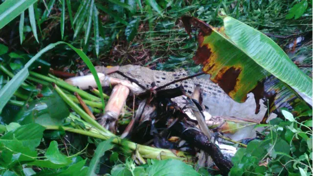 Buaya Nyasar di Sleman