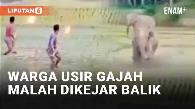 Insiden viral terjadi diduga di Bhaluwaha, perbatasan India-Nepal. Warga ramai-ramai mengusir gajah yang melintas di persawahan. Warga resah karena sawah yang baru tanami rusak, hingga kemudian insiden terjadi.