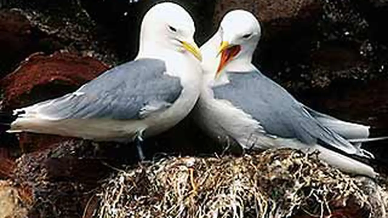 kittiwake-logo.jpg