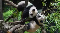 Panda kembar kelahiran Jepang Xiao Xiao (atas) dan Lei Lei, terlihat bersama di Kebun Binatang Ueno di Tokyo, Rabu (12/1/2022). Panda kembar raksasa yang lahir pada bulan Juni tahun lalu itu, sekarang memiliki berat masing-masing sekitar 13 hingga 14 kilogram. (Tokyo Zoological Park Society via AP)