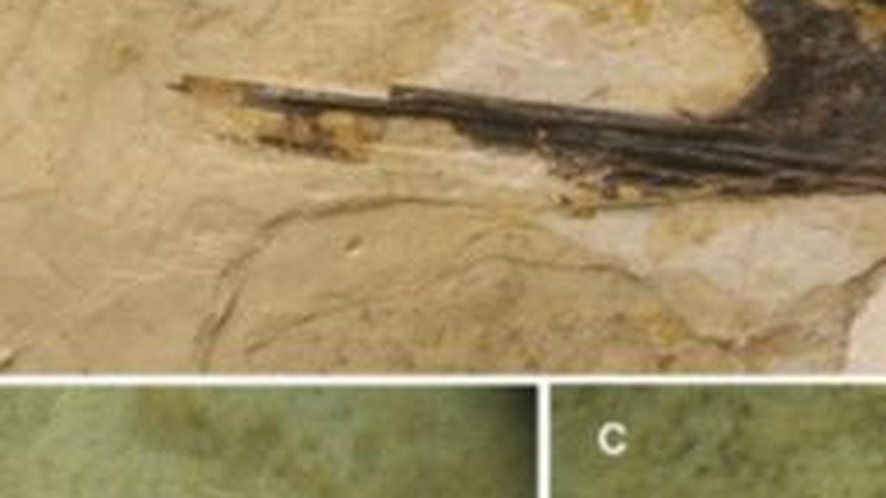 4. Penemuan Ini Membuka Kunci Penelitian Menyeluruh pada Spesies Pterosaurus<br>