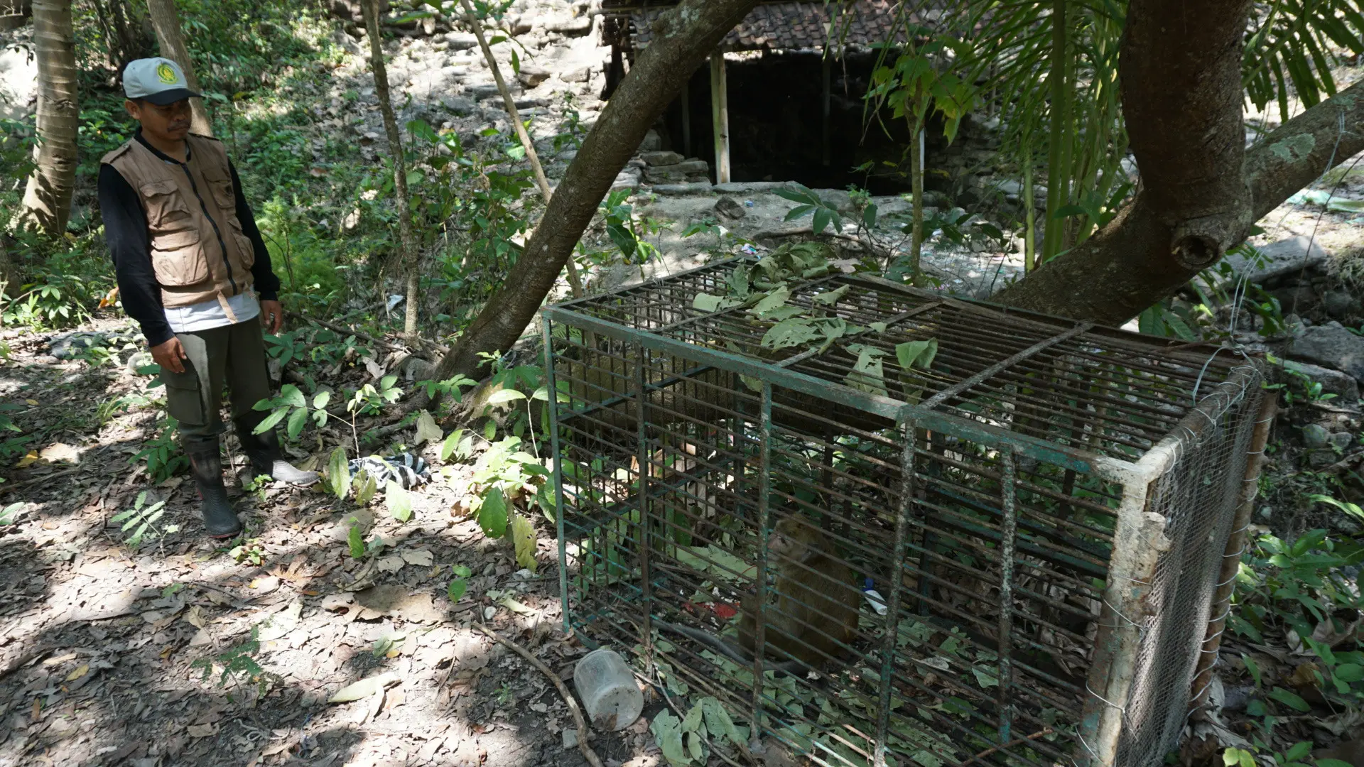 Petugas BKSDA Jawa Tengah mengerahkan satu ekor monyet ekor panjang milik Taman Satwa Jurug untuk memnacing kehadiran monyet yang sering menyerang warga di Karanggede, Boyolali, Rabu(9/8).(Liputan6.com/Fajar Abrori)