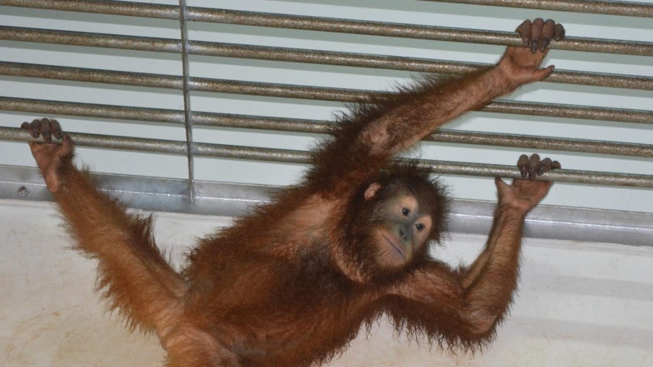 Populasi Orang Utan Sumatra Turun 19,5 Persen dalam 12 Tahun, ini Penyebabnya