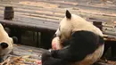 Yuan Run, salah satu panda peliharaan tampak sedang menikmati 'kue ulang tahun' saat merayakan ulang tahunnya yang ke-2 di sebuah penangkaran panda di Chengdu, Provinsi Sichuan. Foto diambil pada 25 Agustus 2015. (Liputan6.comIsna Setyanova)