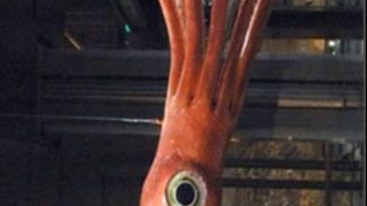 Meskipun secara fisik mirip dengan cumi-cumi, vampyromorphs lebih dekat dengan gurita, karena memiliki delapan lengan.