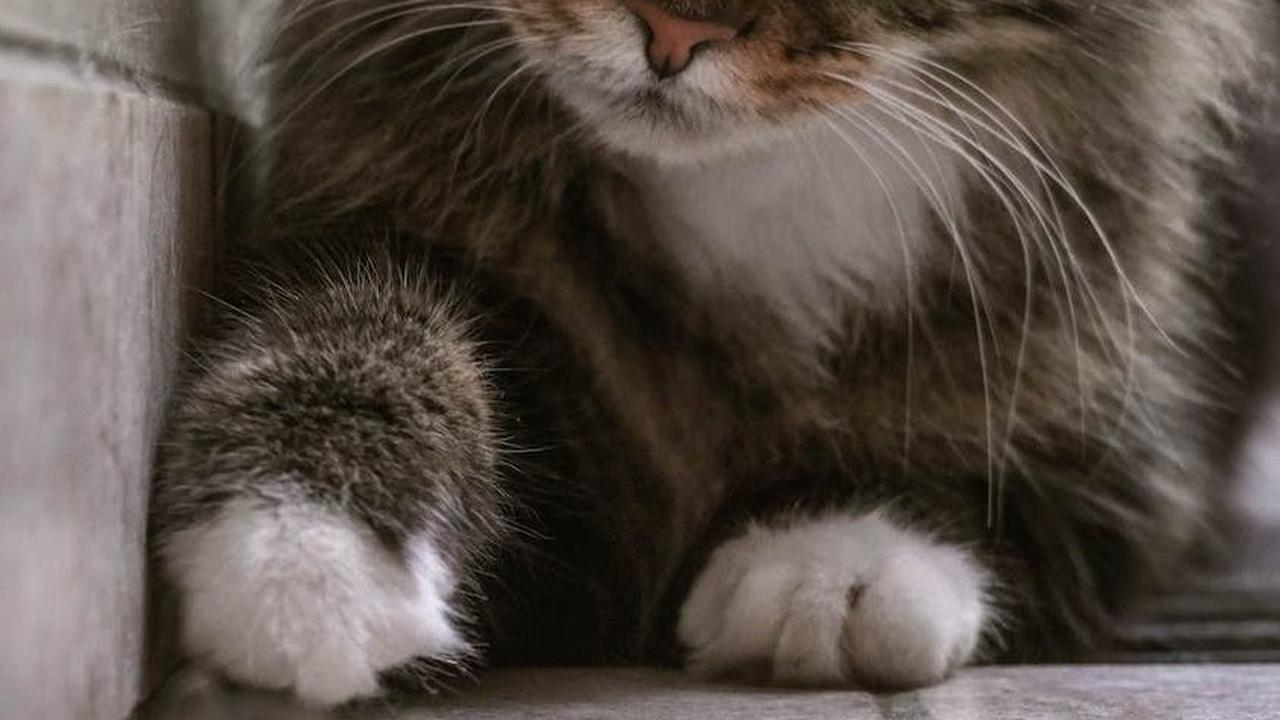 1.&nbsp;Menelan Telur Cacing: Kucing dapat terinfeksi cacing gelang dan cacing tambang dengan menelan telur cacing yang ada di lingkungan.