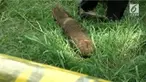 Berniat menggali tanah kuburan untuk sapi, yang tewas karena terlilit tali, seorang peternak sapi di Jombang, Jawa Timur, temukan mortir berukuran besar.