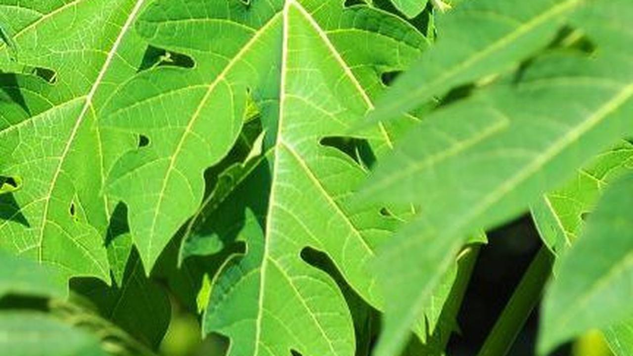 4. Manfaatkan Daun Pepaya sebagai Pengempuk Alami