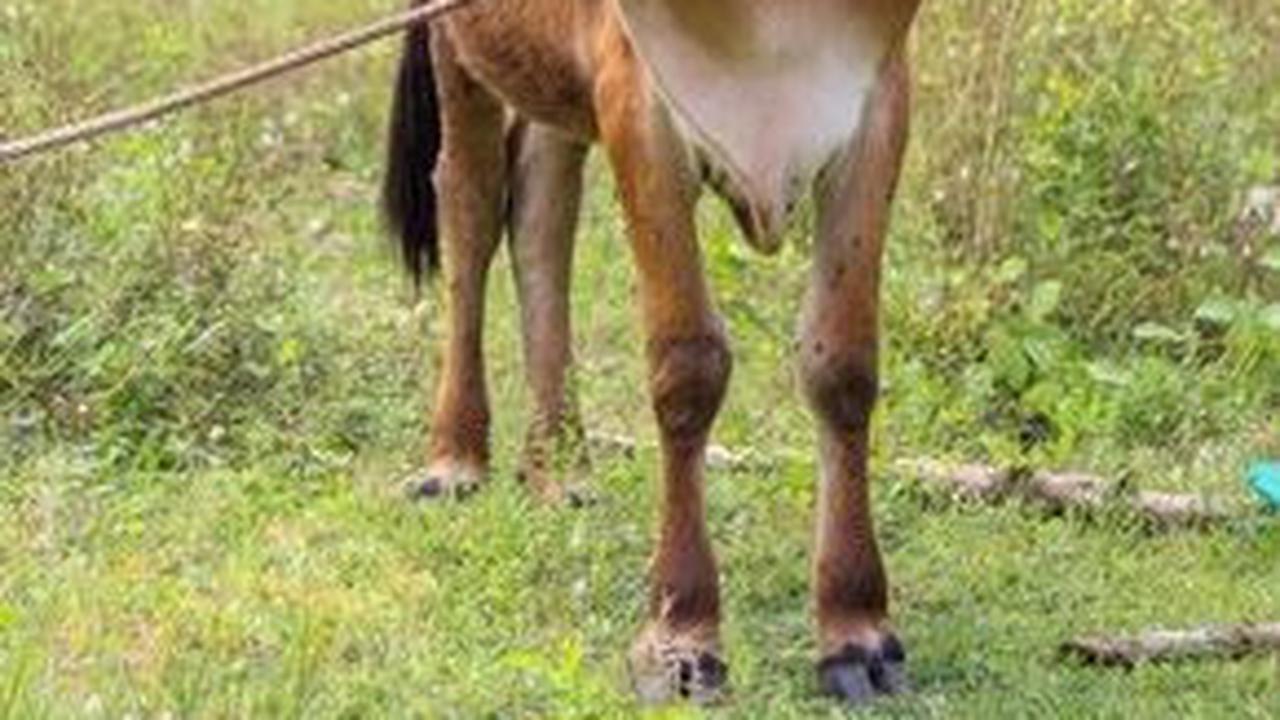 Awalnya Istri Ngidam Beli Sapi, Kini Pemuda Banyuwangi jadi Juragan Sapi Omzetnya Miliaran Rupiah