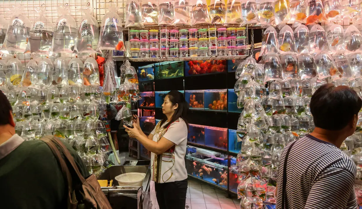 Seorang wanita menata kantong plastik bening berisi ikan untuk dijual di Mong Kok Goldfish Market yang terletak di distrik Kowloon pada 10 November 2018. Pasar ikan hias ini menjadi salah satu atraksi wisata unggulan di Hong Kong. (VIVEK PRAKASH/AFP)