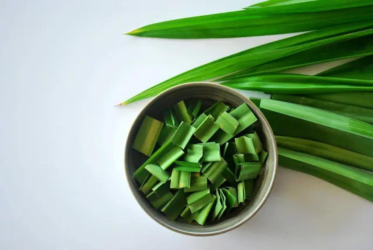 Manfaat Daun Pandan untuk Menurunkan Gula Darah dan Kolesterol