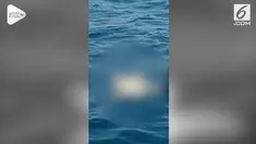 Nelayan menemukan 3 mayat mengambang di perairang selat Madura. Mayat ditemukan dalam kondisi yang hampir rusak.