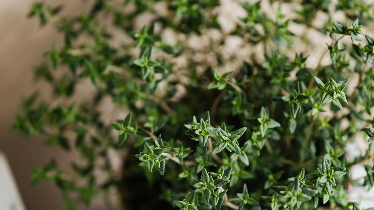 Thyme