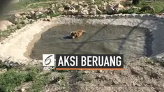 Sepasang beruang akhirnya terbebas setelah 14 tahun terkurung dalam sebuah kandang di Armenia. Para petugas memberikan hadiah dengan membiarkan mereka mandi di kolam untuk pertama kali.