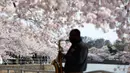 Musisi bermain ketika pengunjung berjalan di dekat pohon sakura yang mekar penuh di Tidal Basin, Washington, Minggu (22/3/2020). Puncak mekar bunga sakura tahun ini disebut-sebut yang paling cepat sejak 2012 tersebut  bertepatan dengan wabah pandemi virus corona. (AP/Jose Luis Magana)