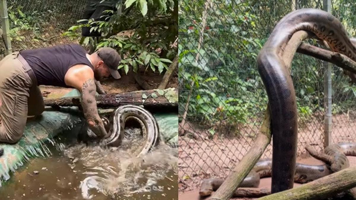 Pria Ini Nekat Tangkap Anaconda Raksasa dengan Tangan Kosong, Begini Nasibnya