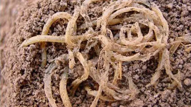 Ini 7 Makanan dan Minuman Tertua dalam Sejarah