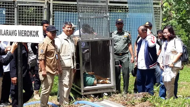Bonita dan Atan Bintang Siap Kembali ke Hutan