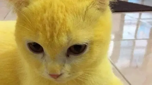 Kucing berbulu kuning