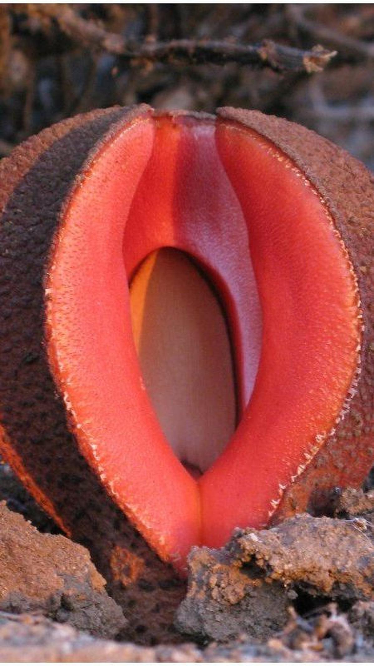Hydnora Africana