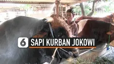 sapi kurban jokowi thumbnail