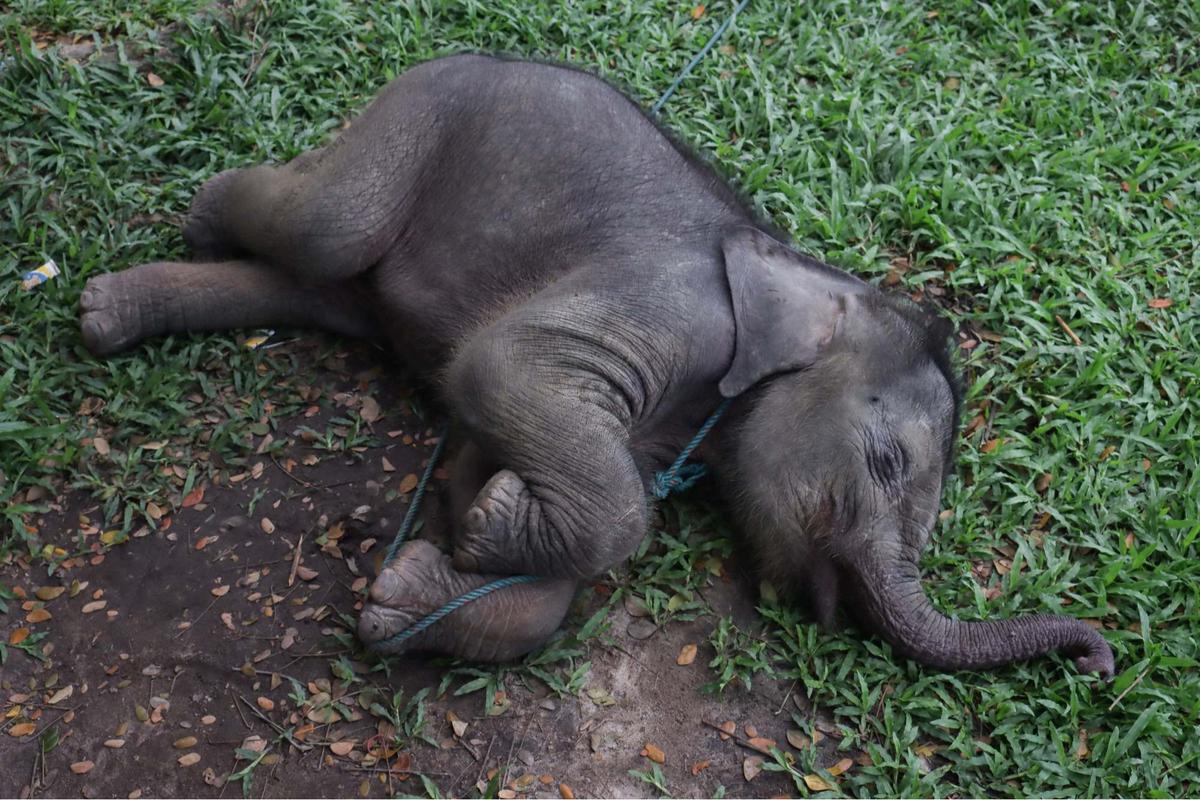 Bayi gajah dua bulan tersesat di permukiman warga