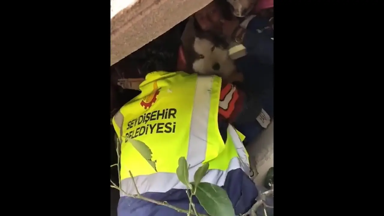 Anjing jenis Siberian Husky berhasil bertahan hidup selama 23 hari di bawah reruntuhan puing gempa Turki yang terjadi 6 Februari 2023 lalu.