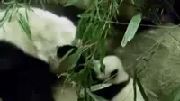 Segmen 3: Gerakan Menanam Pohon hingga Lucunya Bayi Panda