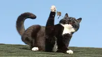 Aksi Kocak Tom and Jerry di Kehidupan Nyata Dalam Bidikan Kamera