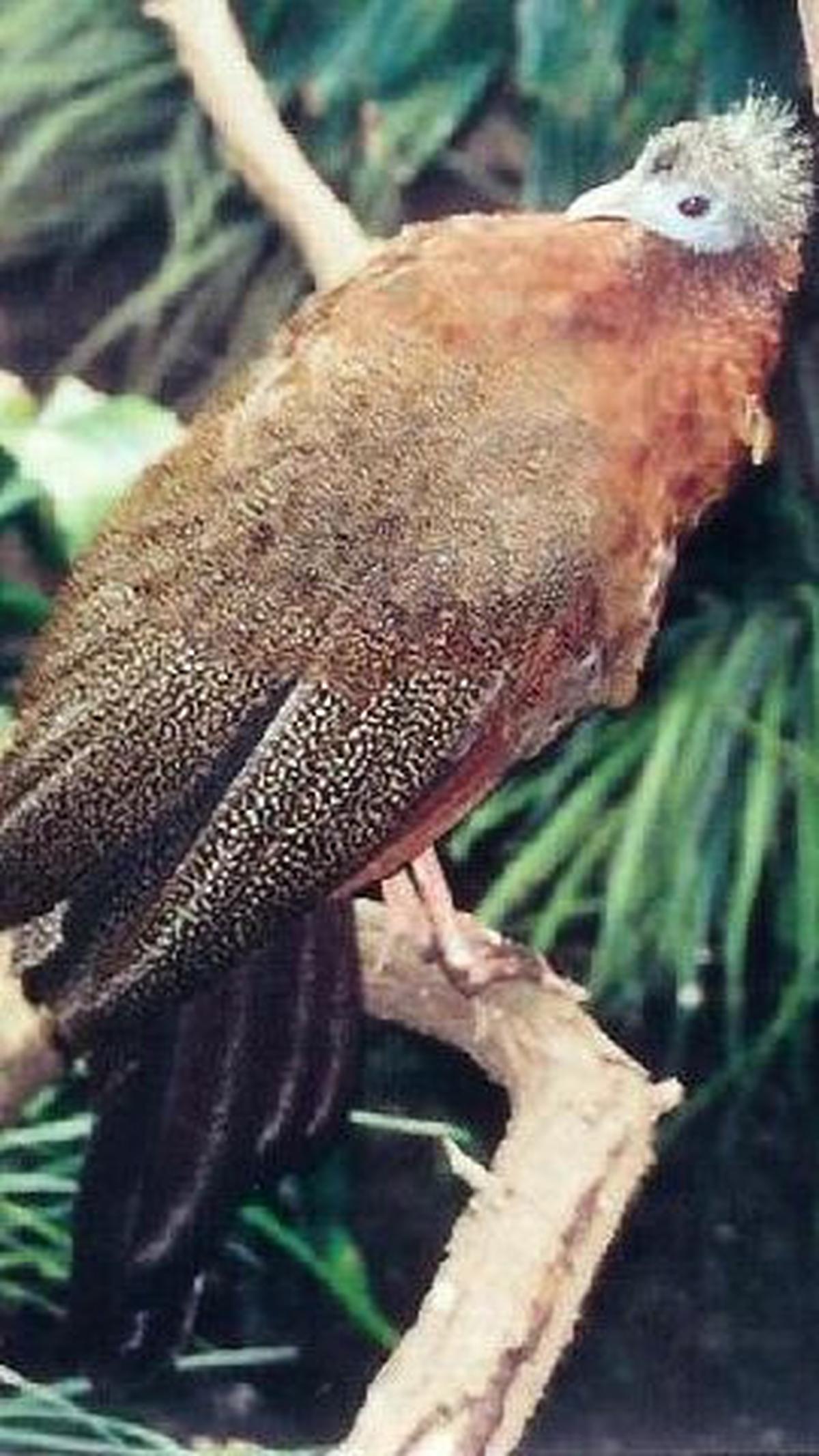 Tak hanya itu, ada beberapa fakta di balik burung seratus mata ini. Salah satunya yaitu bisa memprediksi gempa bumi dan tsunami.<br>
