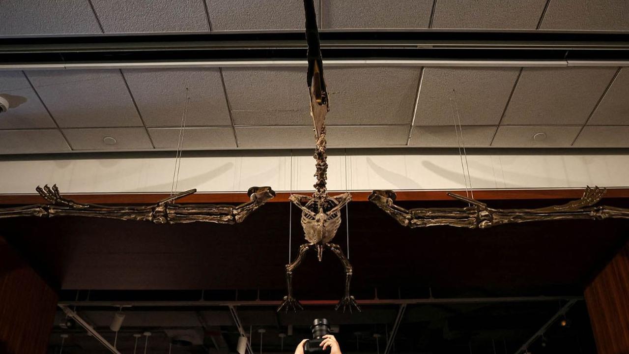 Secara teknis, Pterosaurus tidak bisa disebut sebagai dinosaurus. Pasalnya, tidak ada catatan ilmiah tentang dinosaurus pra-unggas yang mampu terbang. Kendati demikian, Pterosaurus memiiki kaitan erat dengan dinosaurus.