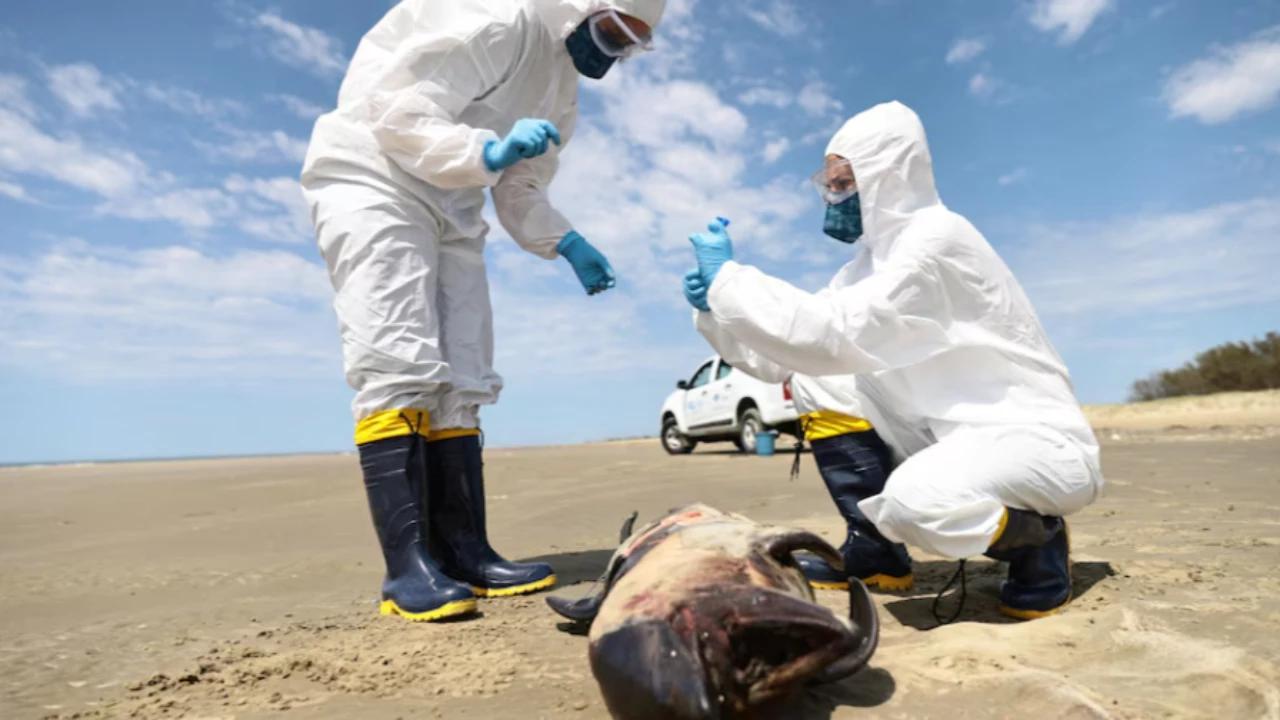 Australia Laporkan Kasus Pertama Varian Flu Burung H5N1 yang Mematikan