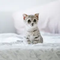 ilustrasi mainan kucing/Tranmautritam/pexels