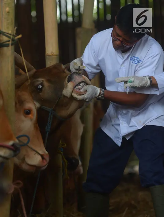 Petugas memeriksa selaput lendir sapi di Pondok Kelapa, Jakarta, Rabu (8/8). Pemeriksaan yang meliputi kesehatan gigi, suhu tubuh, kondisi fisik hewan tersebut untuk mengetahui kelayakan hewan kurban. (Merdeka.com/Imam Buhori)