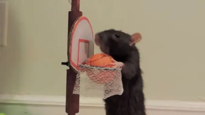 Video Ini Bakal Mengubah Persepsimu Terhadap Tikus