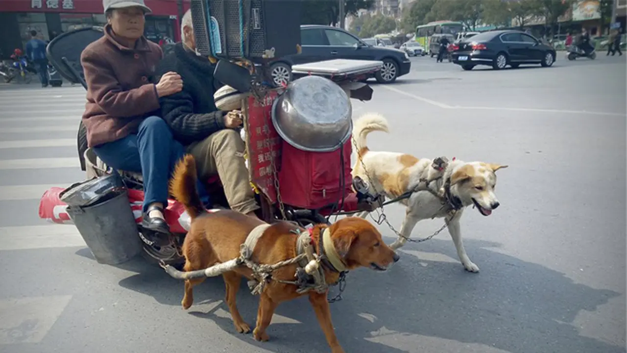 Lansia Ini Jadikan Anjingnya Kereta untuk Keliling Tiongkok