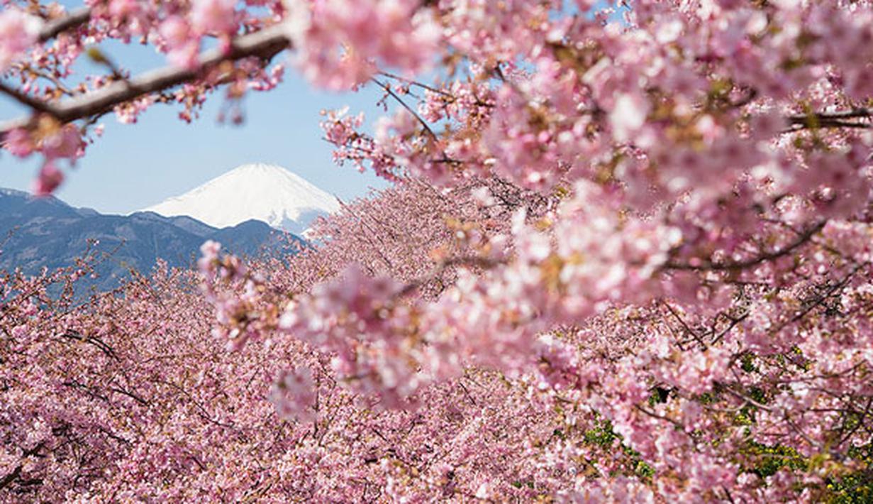 073474400 1547190966 Foto Bunga Sakura Jepang 20140605 Editor 006 Jpg