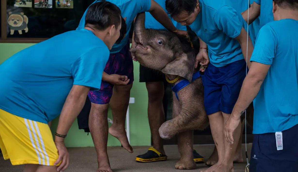 Sejumlah pelatih Clear Sky membantu dalam perawatan hidroterapi di taman wisata Nong Nooch Tropical Garden di Pattaya, Thailand (1/5). Tujuannya adalah untuk memperkuat otot-otot kaki depannya yang terkena jerat. (AFP/Roberto Schmidt)