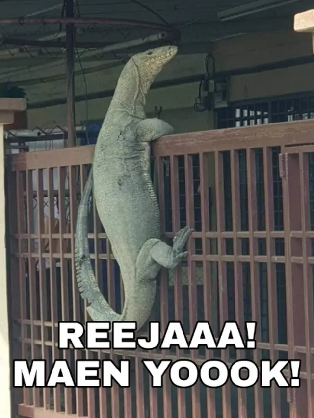 8 Meme Kocak Biawak Raksasa Memanjat Pagar Rumah