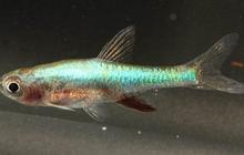 Uniknya Ikan Bebiuu Bangka Selatan, Si Biru Endemik yang Kini Resmi Jadi Kekayaan Intelektual Komunal!