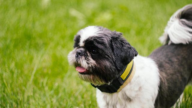 Shih Tzu