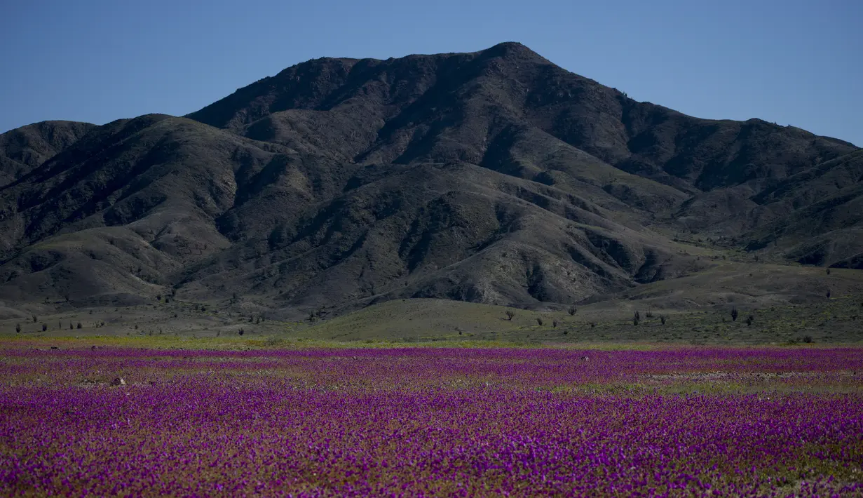 <p>Bunga-bunga yang bermekaran menutupi gurun Atacama dekat Copiapo, Chili, Selasa, 4 Oktober 2022. Fenomena ini biasanya hanya terjadi setiap lima hingga tujuh tahun ketika hujan lebat yang jarang menyebabkan bunga bermekaran. (AP Photo/Matias Basualdo)</p>