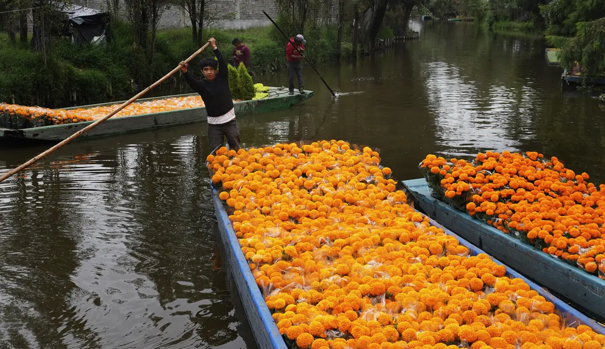 Buruh tani mengangkut bunga cempasúchil dengan perahu melalui kanal Xochimilco di Mexico City, Rabu (19/10/2022). Total luas ladang Cempasuchil atau bunga marigold mencapai 1.700 hektare yang tersebar di 14 negara bagian, mulai dari wilayah utara Baja California hingga wilayah selatan Oxaca. (AP Photo/Marco Ugarte)