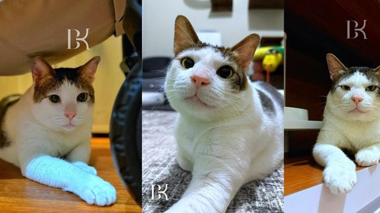 FOTO: Lucunya Bobby Kertanegara Kucing 'Kasta Tertinggi' Prabowo Punya Kamar Sendiri di Istana Negara