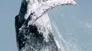 Seekor paus Bungkuk melompat ke permukaan laut Samudera Pasifik di Taman Alam Uramba Bahia Malaga, Kolombia, 12 Agustus 2018. Paus bungkuk bermigrasi menempuh jarak lebih dari 8.500 km untuk melahirkan dan membesarkan anak-anak mereka. (AFP/Miguel MEDINA)