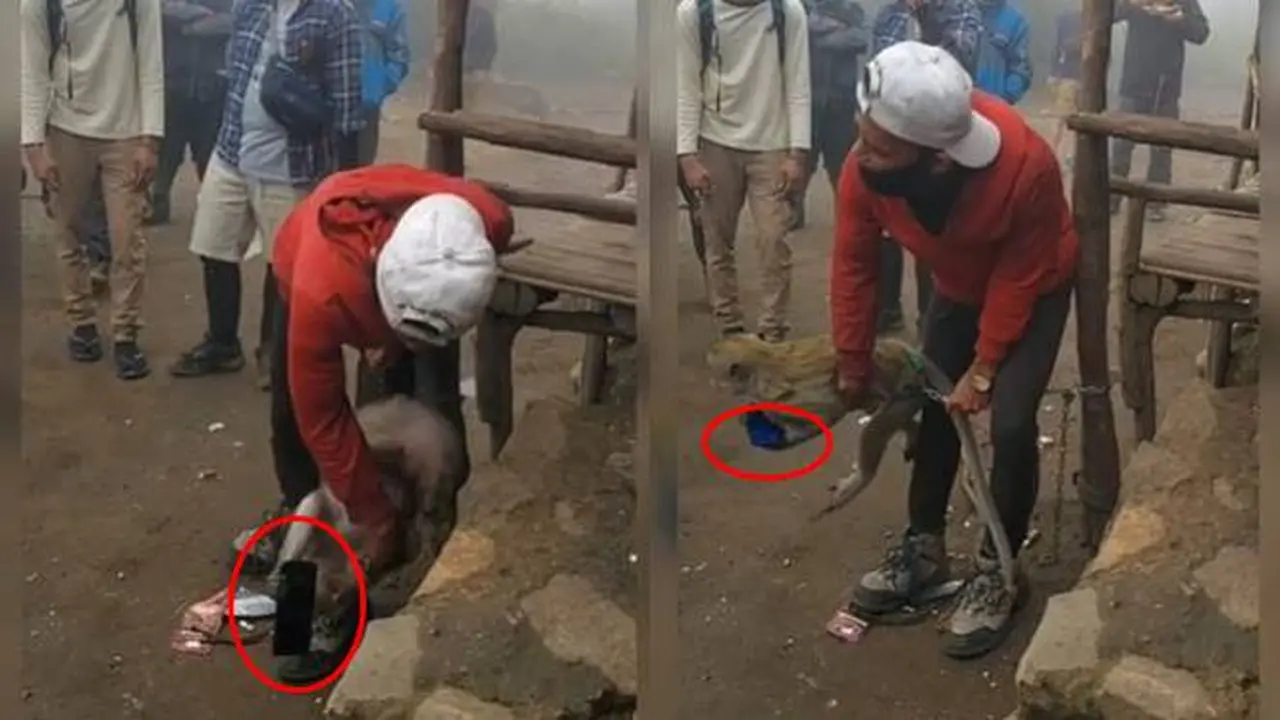 Seekor Monyet di Gunung Lawu Curi Ponsel Pendaki, Aksi Rebutannya Viral