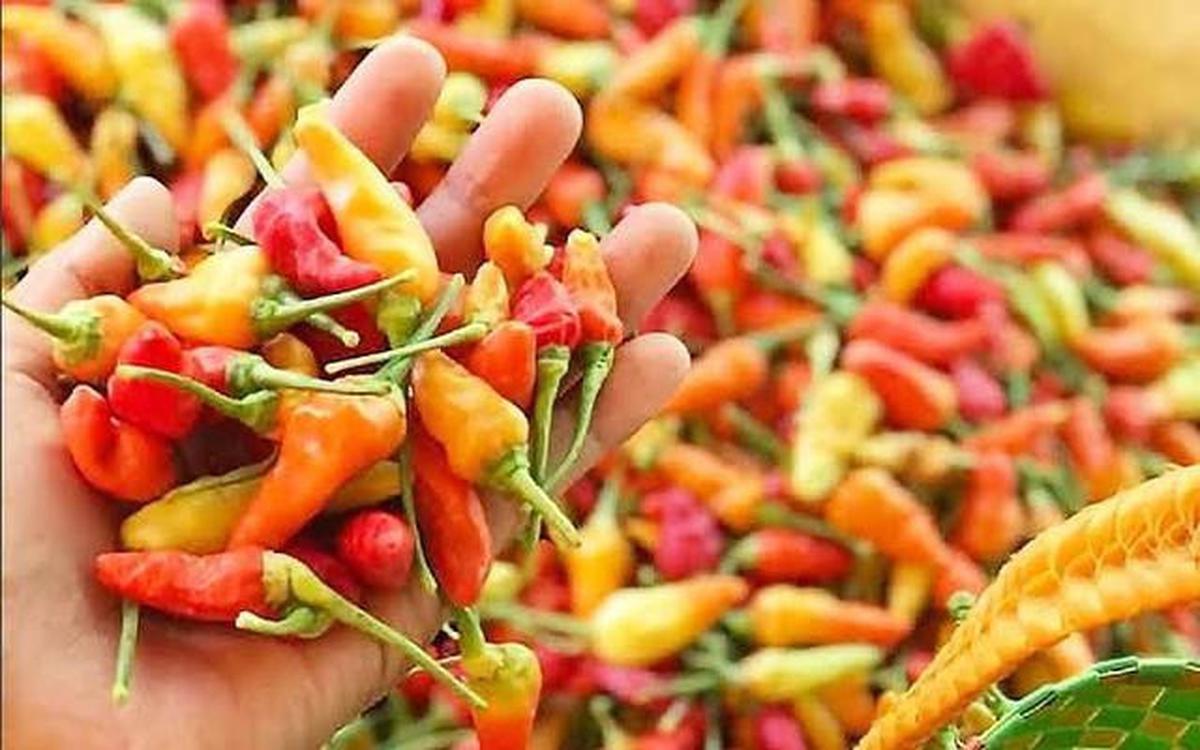 Apa Alat Pengusir Cicak Terbaik di 2025? Bikin Orang Rumah Tenang